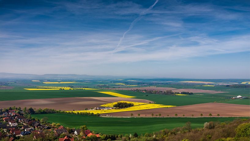 Raps Feld von Tim Lee Williams