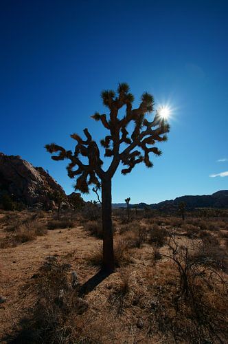 Joshua Tree silhouette met de zon