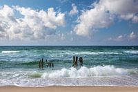 Vieux grognes sur la plage ouest de Rantum, Sylt