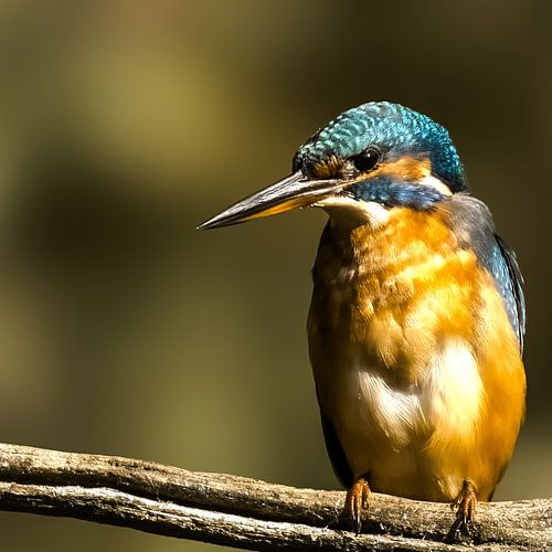 Le martin-pêcheur. sur -Everything-