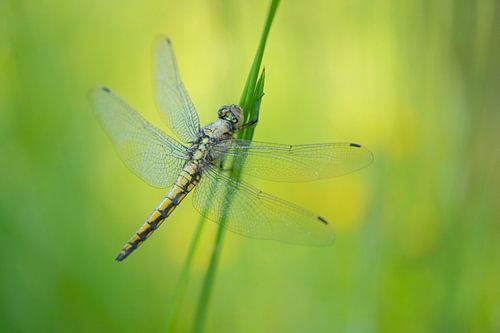 Libelle