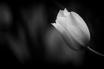 Tulipe en noir et blanc sur Lisa Dumon