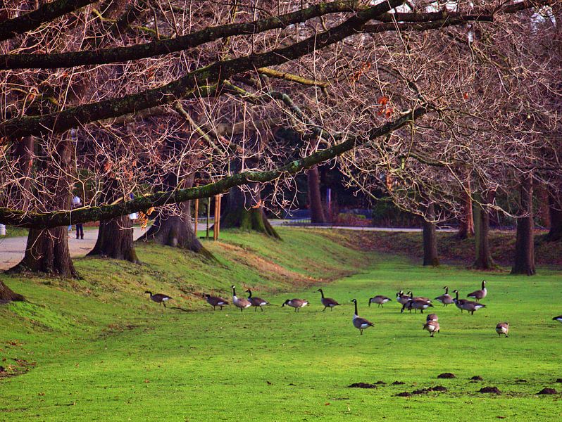 Ganzenweide van Edgar Schermaul