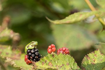 Équilibre sur Be-eR fotografeert