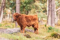 Schotse Hooglander kalf in het bos van Sjoerd van der Wal Fotografie thumbnail