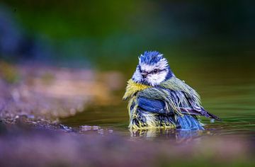 Blaumeise nimmt ein Bad von Kim Claessen