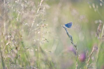 icarus blauwtje von Bart Hardorff