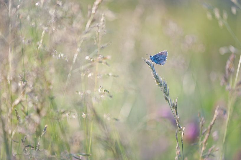 icarus blauwtje by Bart Hardorff