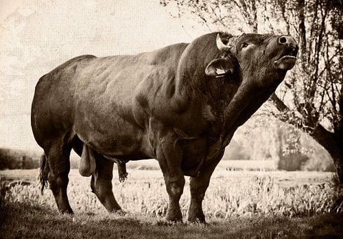 Rouge flamand occidental