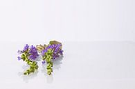 Salie bloemen van Petra Dreiling-Schewe thumbnail