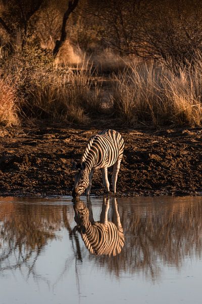 Drinking Zebra by Jarno Dorst