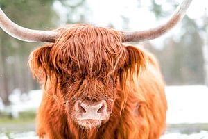 Schottisches Highlander-Rinderporträt im Schnee
