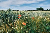 Boltenhagen: Walk through the nature