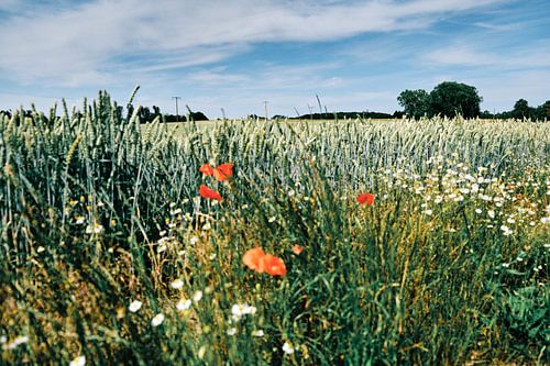 Boltenhagen: Wandeling door de natuur