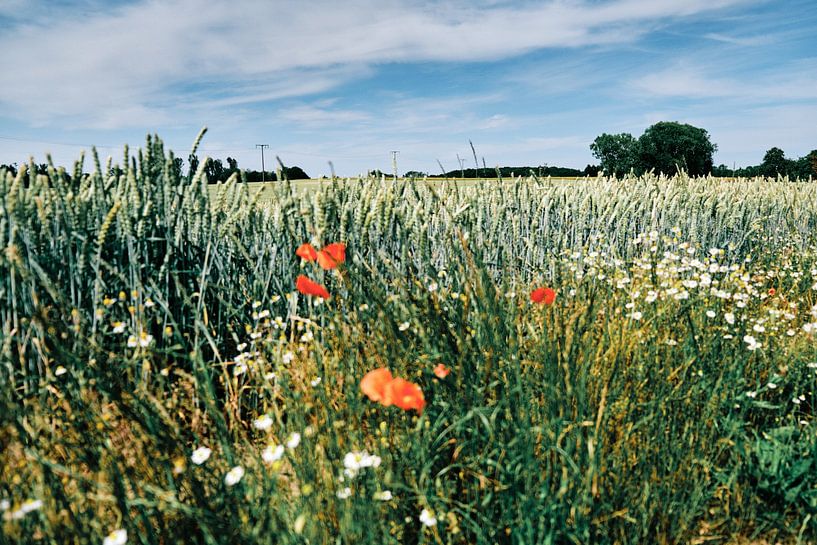 Boltenhagen: Walk through the nature by Momentaufnahme | Marius Ahlers
