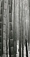 'Bamboebos', Kyoto- Japan