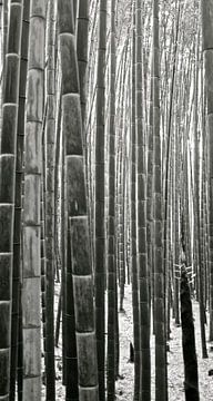 'Bamboebos', Kyoto- Japan van Martine Joanne
