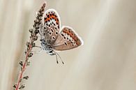 Heideblauwtje met mooie vleugels van Roosmarijn Bruijns thumbnail