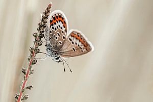 Bleu bruyère avec de belles ailes