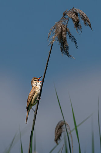 The Loudest Secret in the Reeds
