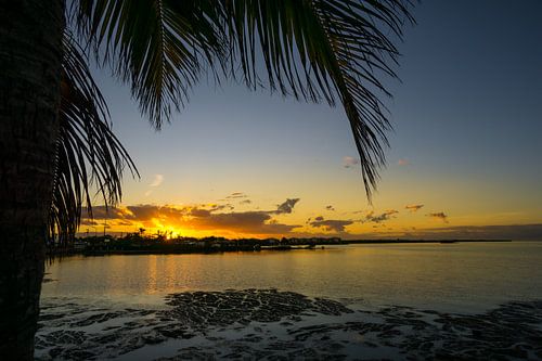 USA, Florida, Oranje verbazingwekkende zonsondergang achter palmboomblad op florida keys