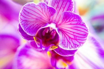 Orchidee van C.T. Lam