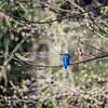 ijsvogel plaatje, kingfisher van Corrine Ponsen
