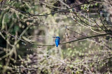 ijsvogel plaatje, kingfisher van Corrine Ponsen
