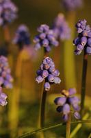 Pearl hyacinths