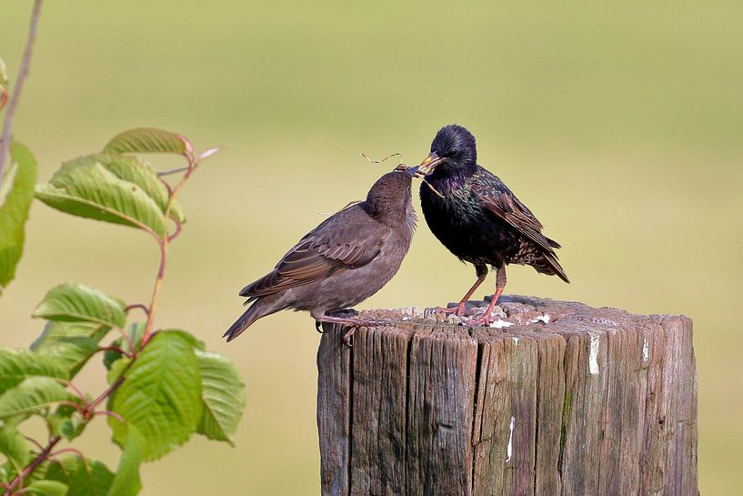 Lunchtime by Niels Jansen