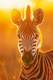 Zebra by Poster Art Shop