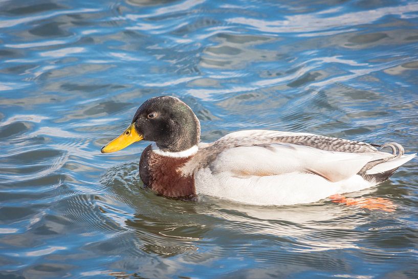Ente par Jürgen Döring