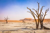 Dead tree in Deadvlei - Sossusvlei.