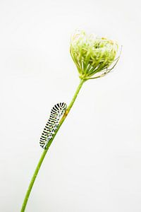 Koninginnenpage rups van Danny Slijfer Natuurfotografie