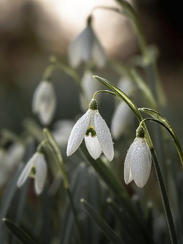 Carillon orné sur Angela Kraan