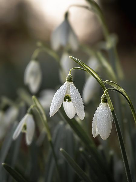 Carillon orné par Angela Kraan