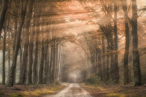 It's raining sunshine