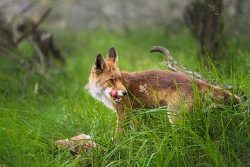 Fox with prey by Anouschka Hendriks