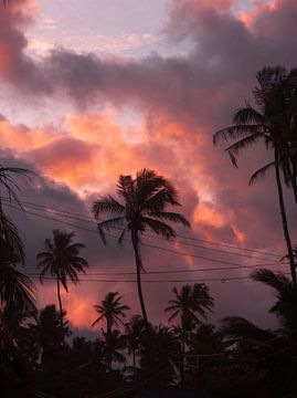 Sunset Palm Trees van Ward Jonkman