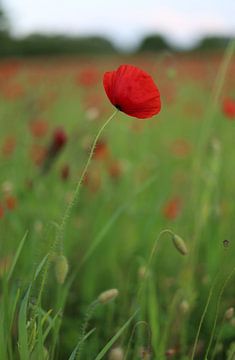 Poppy fairy tale by Ingrid Kanters