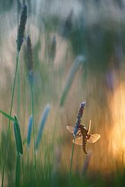 Ventre plat dans l'herbe avec le coucher du soleil sur Silvia Reiche