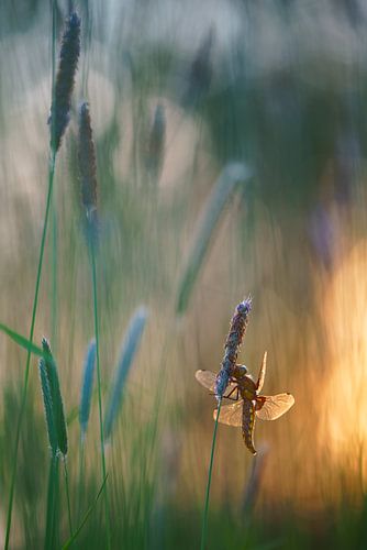 Platbuik in het gras met zonsondergang