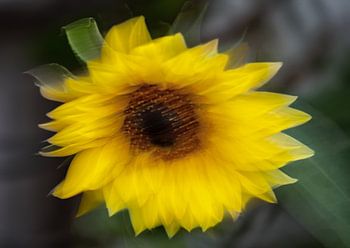 Dynamische Sonnenblume in ICM Technik