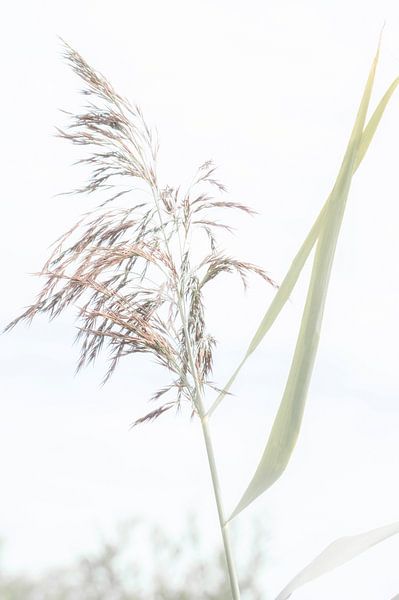 Riet  van Minie Drost