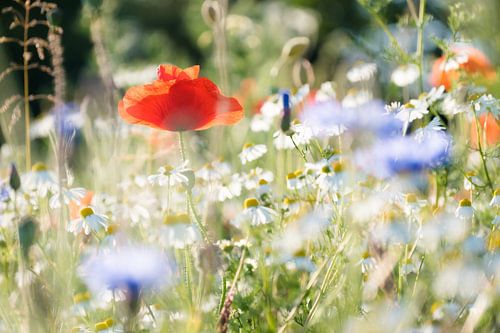Kleurrijke wilde bloemen in een veld