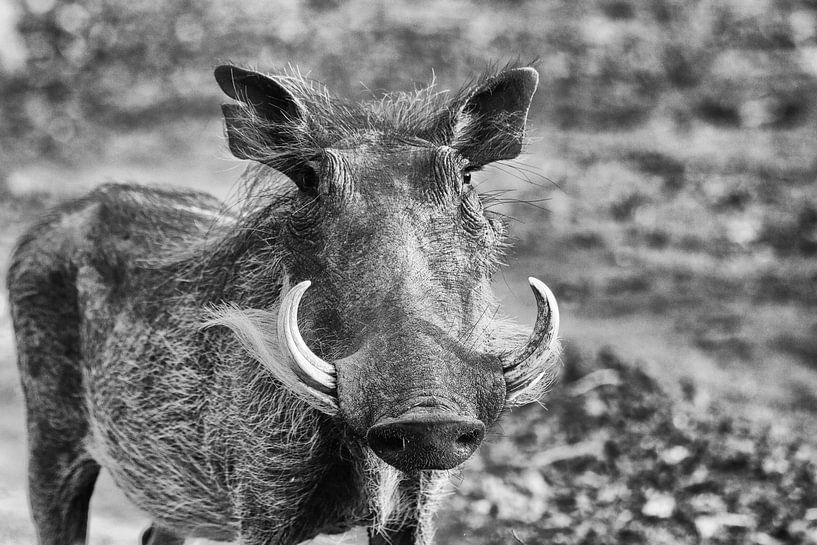Het wrattenzwijn (B&amp;W) by Stephan Petersen