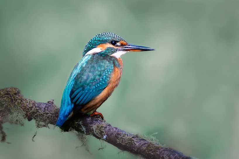 A kingfisher by Arianne van Dongen