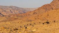 Geiten in Dana Nature Reserve in Jordanië van Jessica Lokker thumbnail