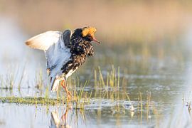 kemphaan in de ochtendzon van Ina Hendriks-Schaafsma