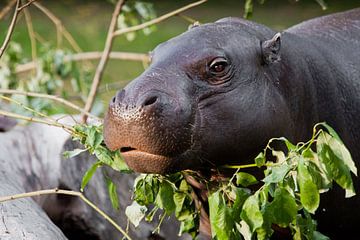 Cute hippo muzzle close-up, eyes on a background of greenery. pygmy hippo (Pygmy hippopotamus)  is a by Michael Semenov